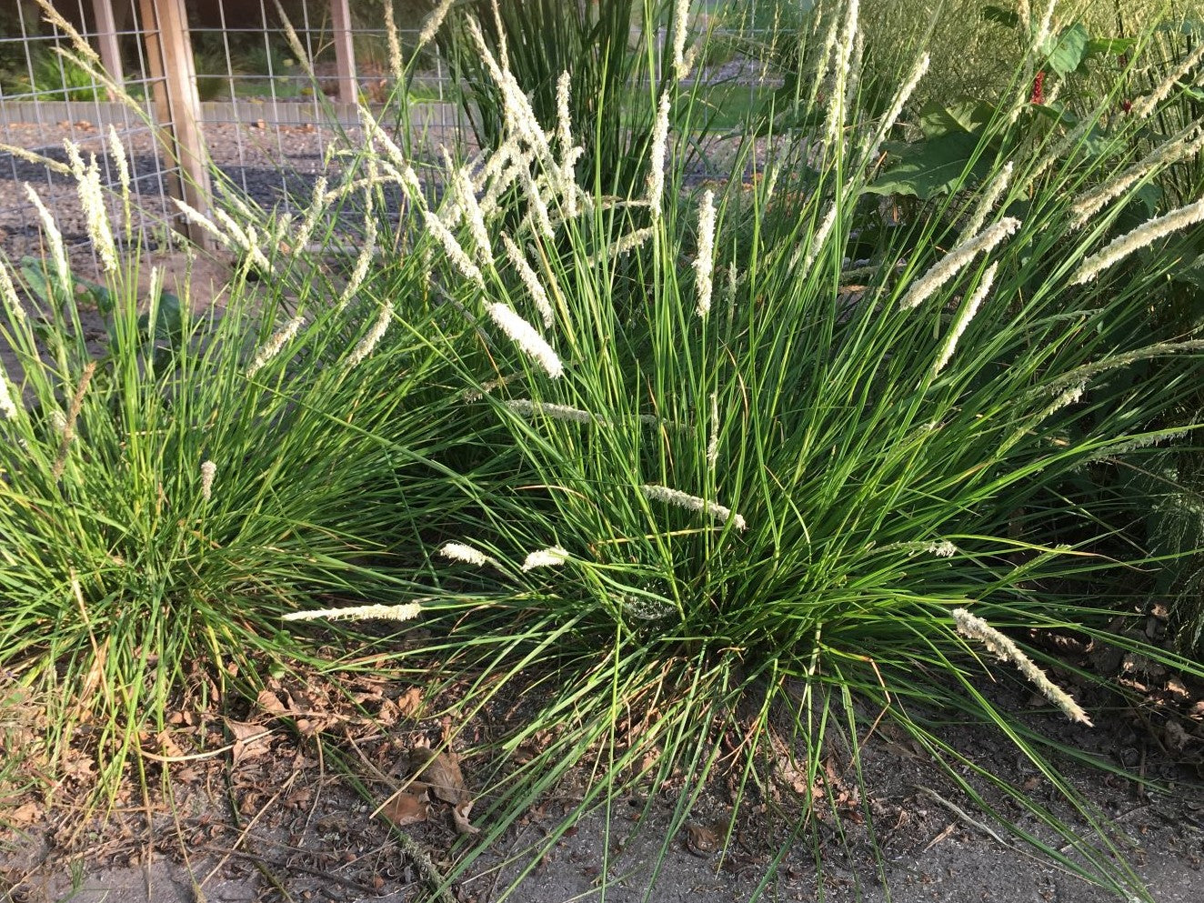 Sesleria autumnalis