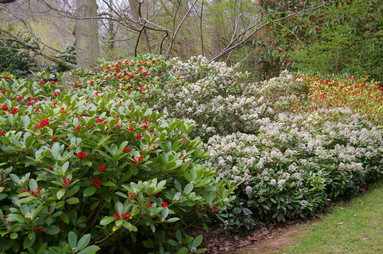 Liliac japonez "White Dwarf" 0.40 - 0.50 m / Skimmia japonica "White Dwarf"/