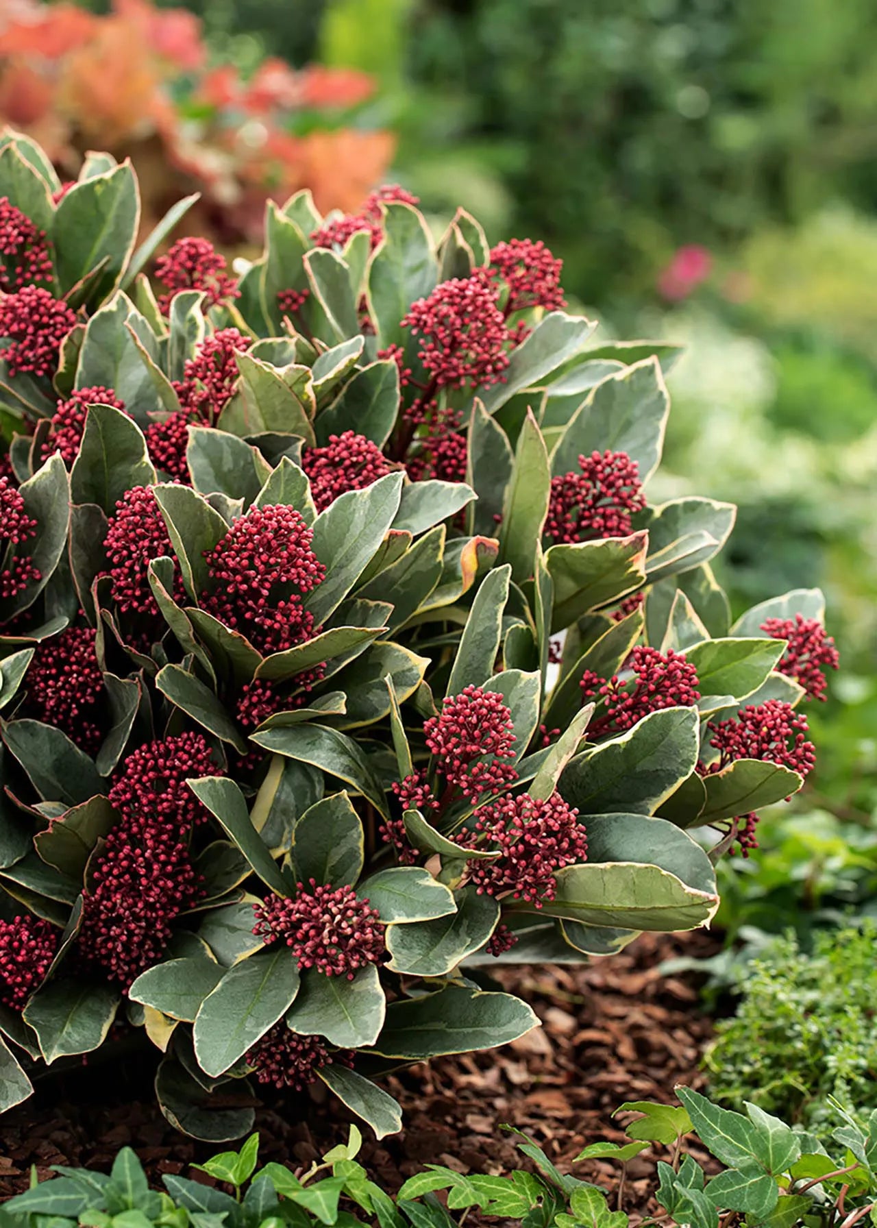 Liliac japonez "Perosa" / Skimmia japonica "Perosa"/ - Gradina Noastra