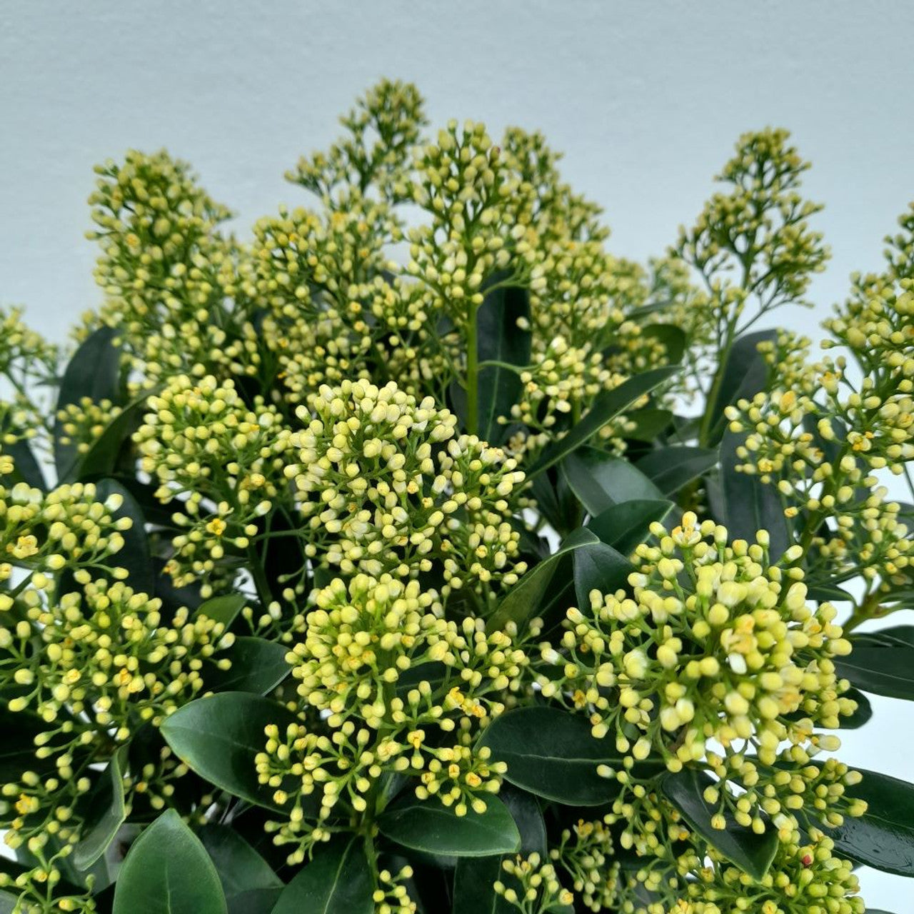 Liliac japonez "White Dwarf" 0.40 - 0.50 m / Skimmia japonica "White Dwarf"/