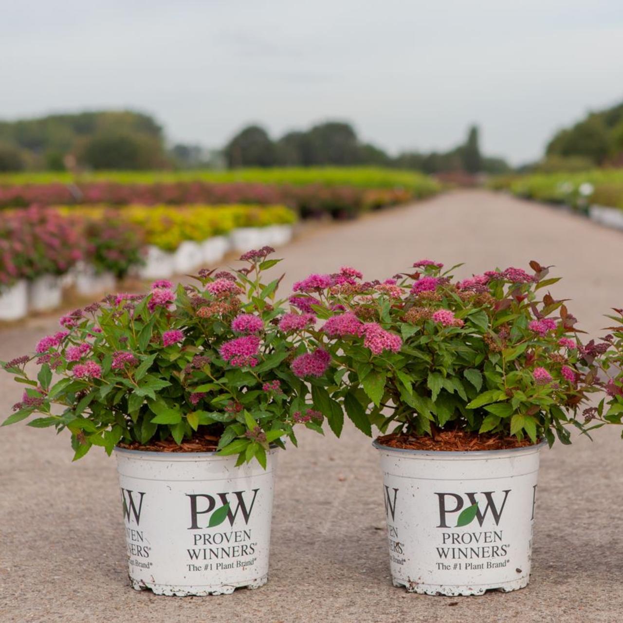Spiraea japonica 'Double Play® Artist' / Cununita "Double Play® Artist" / - Gradina Noastra