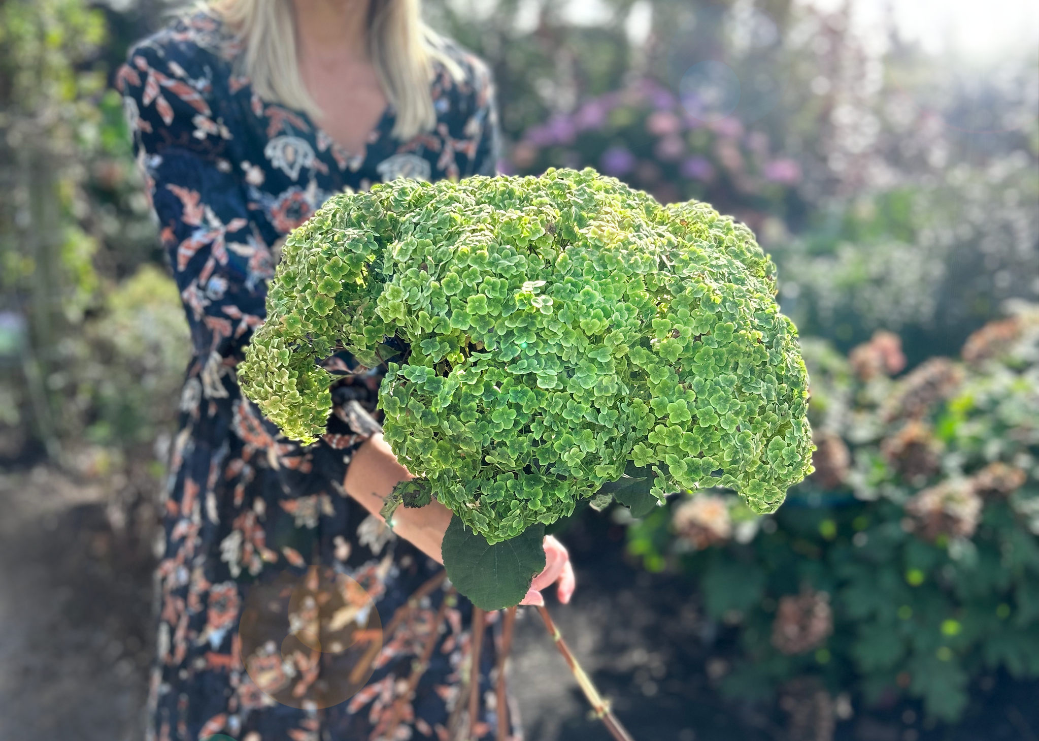Hortensia "Sublime Annabelle" 0.20 - 0.30 m / Hydrangea arborescens "Sublime Annabelle"/ by gradina-noastra