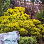 Pin pitic 'Ophir' 0.25 - 0.30 m / Pinus mugo 'Ophir'/
