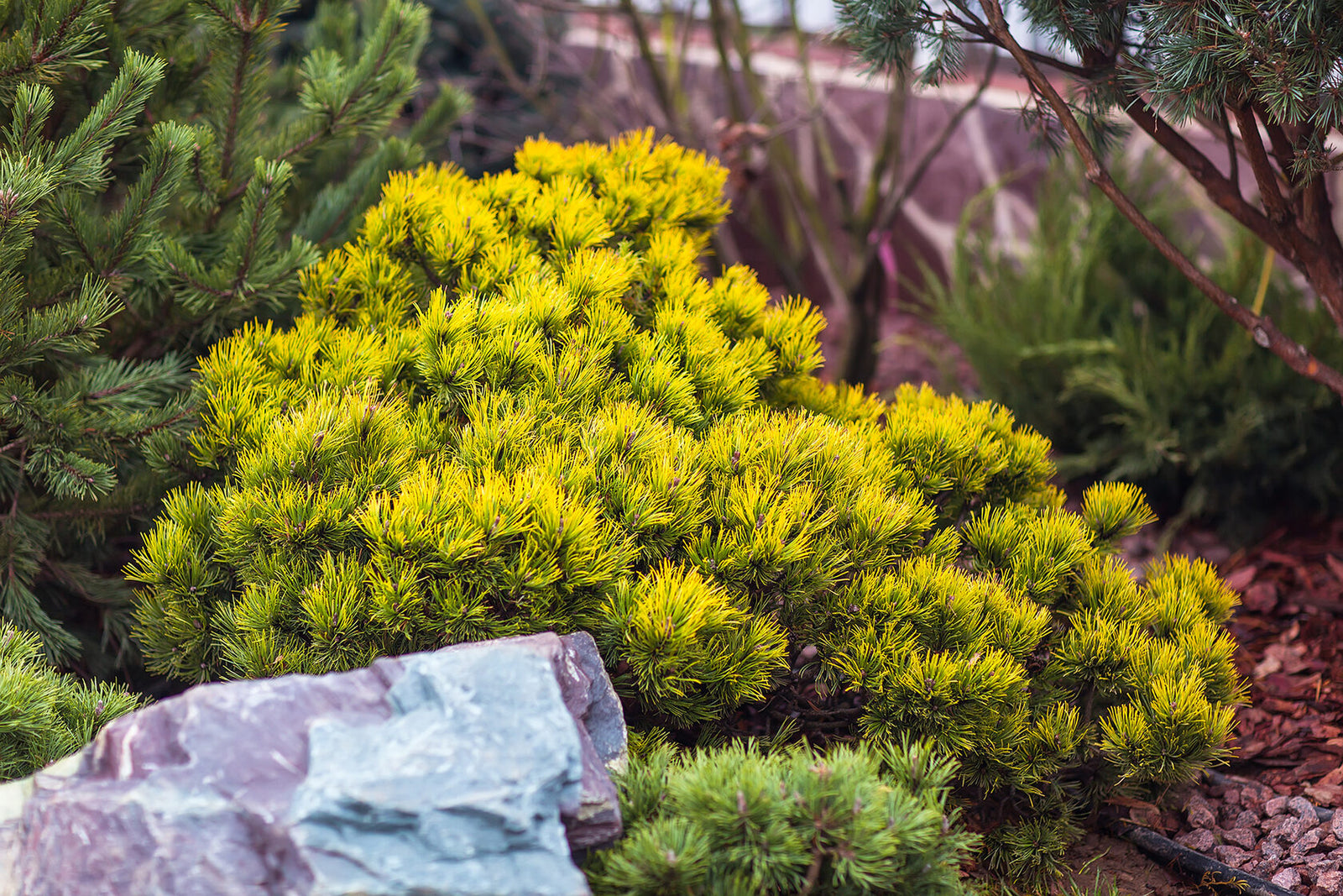 Pin pitic 'Ophir' 0.25 - 0.30 m / Pinus mugo 'Ophir'/