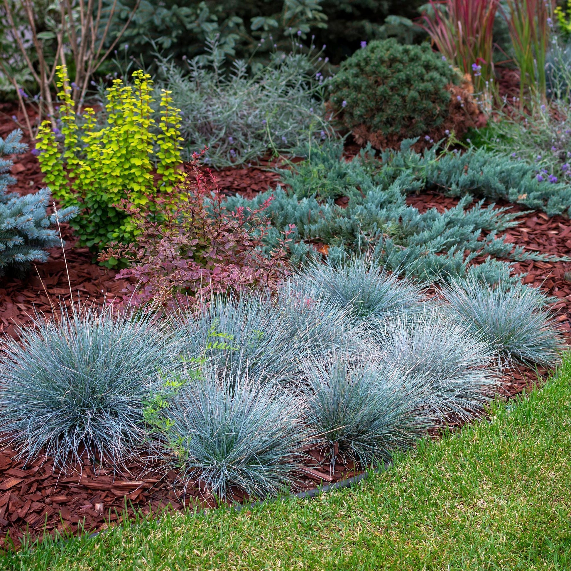 Iarbă Albastră "Intense Blue" /Festuca Glauca "Intense Blue"/ - Gradina Noastra