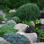 Peisaj de grădină cu Ienupar "Blue Star" 0.20 - 0.25 m / Juniperus squamata "Blue Star" și plante ornamentale.