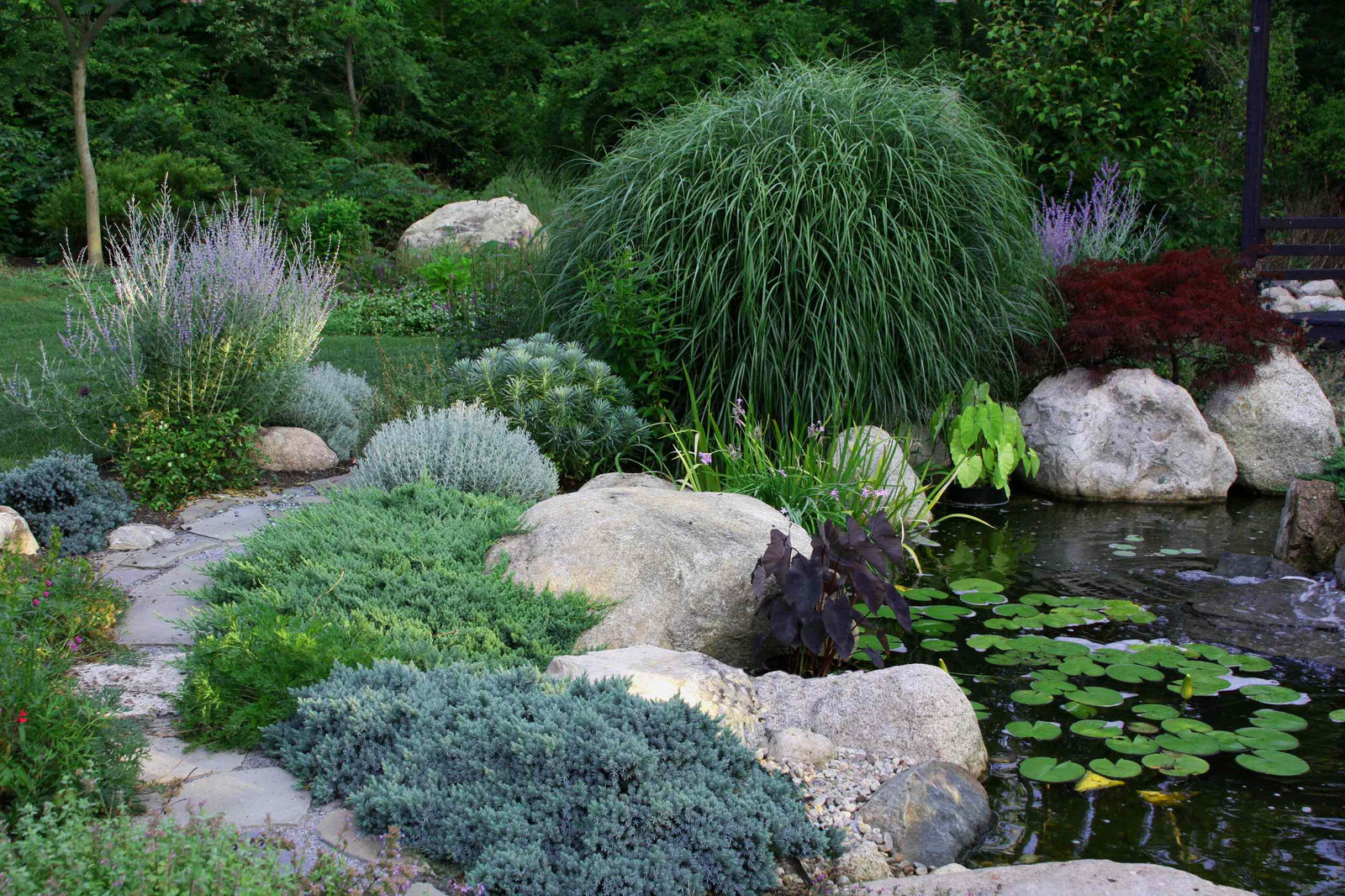Peisaj de grădină cu Ienupar "Blue Star" 0.20 - 0.25 m / Juniperus squamata "Blue Star" și plante ornamentale.