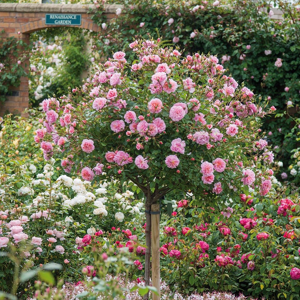 Trandafir pe picior "Rose Mailove" 1.20 - 1.30 m (Rosa "Rose Mailove")