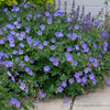 Geranium "Brookside"