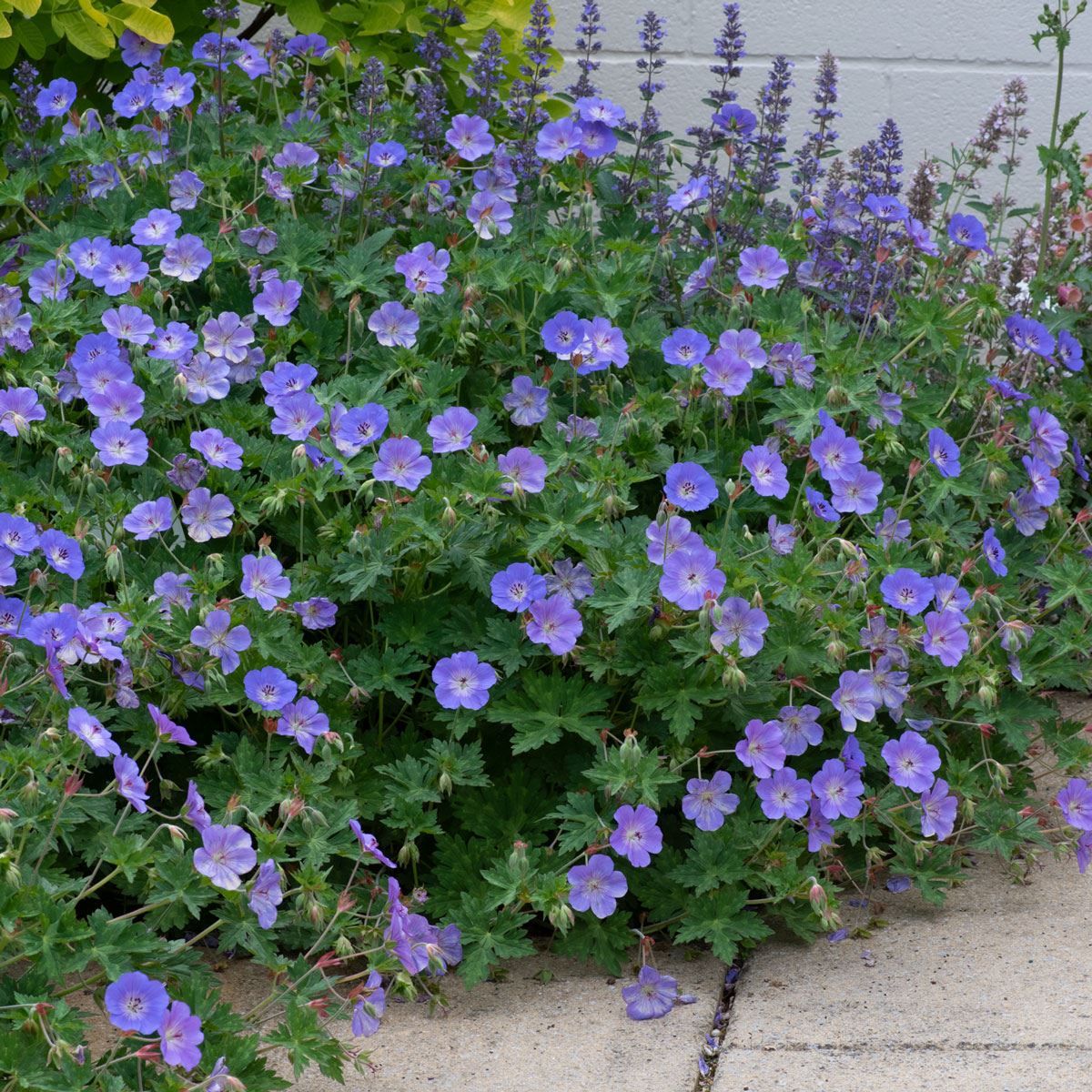 Geranium "Brookside"