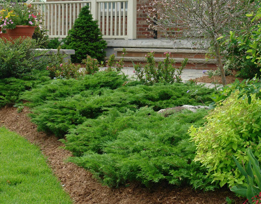 Ienupar "Green Carpet" / Juniperus comunis "Green Carpet" îmbogățește grădina cu verdeață și eleganță.