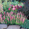 Veronica spicata "First Love" 0.10 - 0.20 m