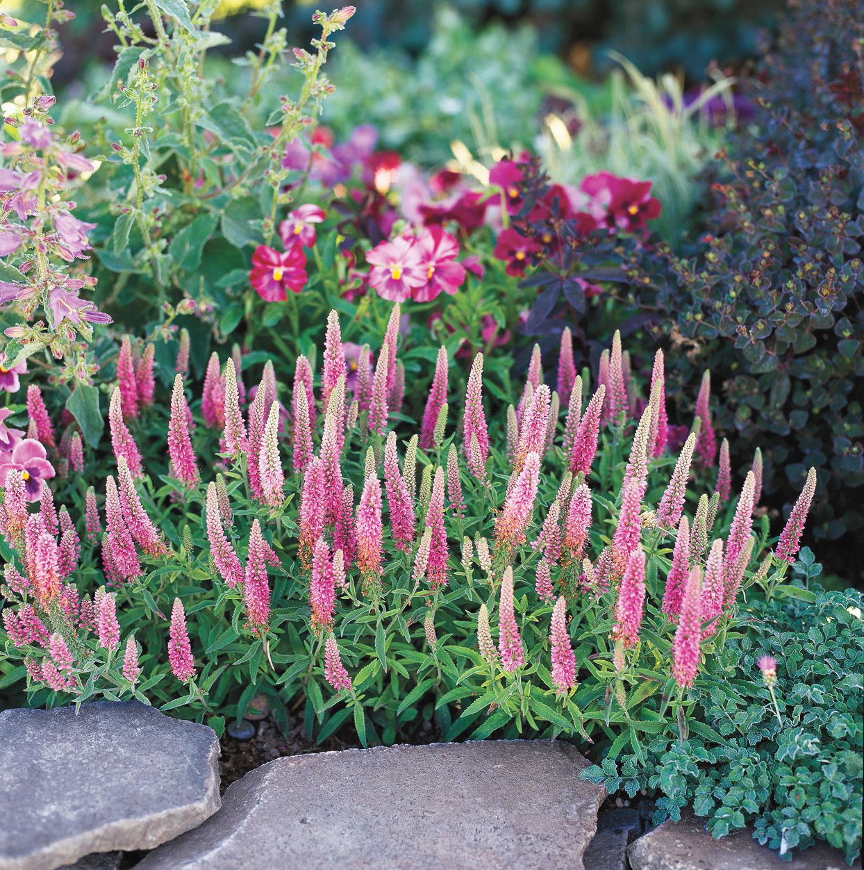 Veronica spicata "First Love" 0.10 - 0.20 m