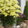 Achillea millefolium  "Sunny Seduction" ®  0.10 - 0.20 m