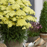 Achillea millefolium  "Sunny Seduction" ®  0.10 - 0.20 m