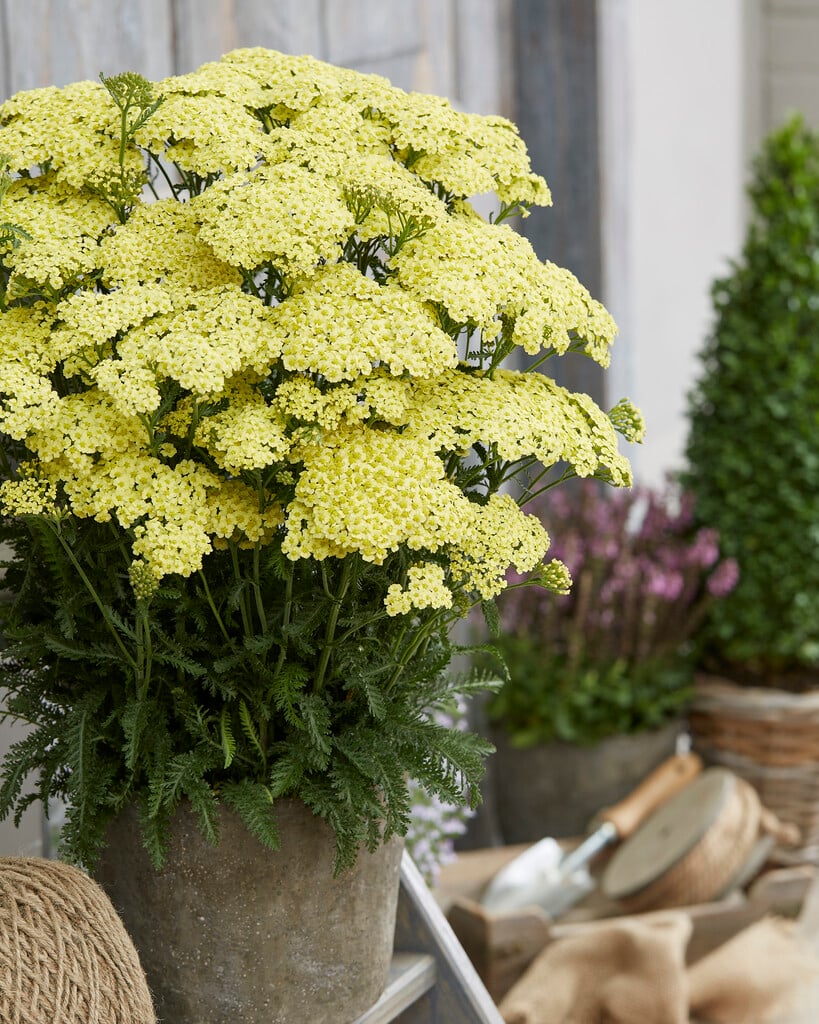 Achillea millefolium  "Sunny Seduction" ®  0.10 - 0.20 m
