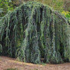 Cedru argintiu curgator 1.25 - 1.50 m / Cedrus atlantica "Glauca Pendula" /