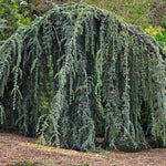 Cedru argintiu curgator 1.25 - 1.50 m / Cedrus atlantica "Glauca Pendula" /