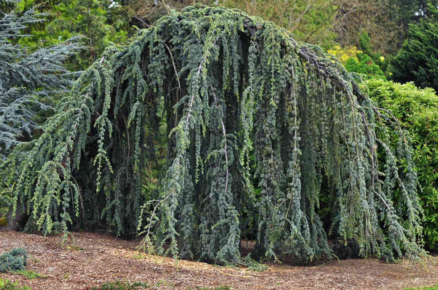 Cedru argintiu curgator 1.25 - 1.50 m / Cedrus atlantica "Glauca Pendula" /