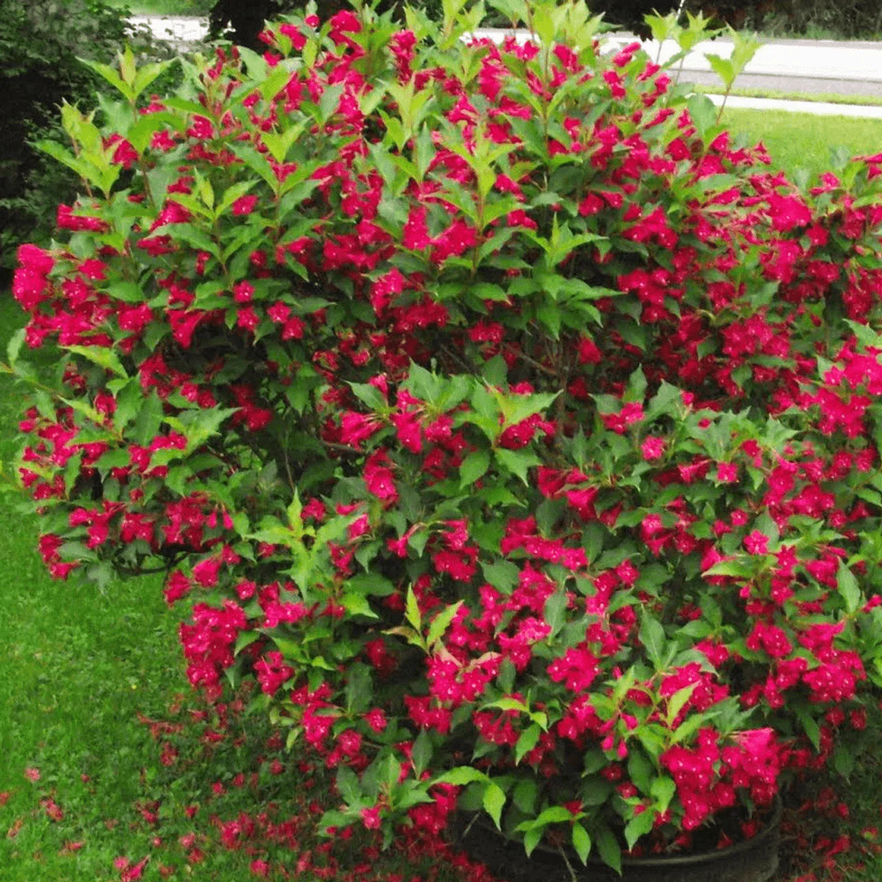 Weigela 0.40 - 0.50 mix / Weigela florida "Purpurea", "Nana Variegata", "Red Prince" / by gradina-noastra