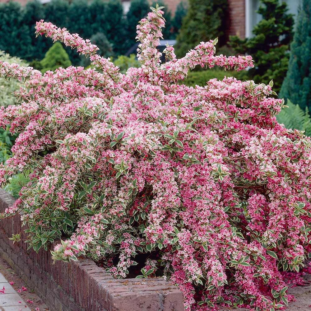 Weigela 0.40 - 0.50 mix / Weigela florida "Purpurea", "Nana Variegata", "Red Prince" / by gradina-noastra