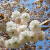 Cires japonez "Shirofugen" 2.00 - 2.50 m / Prunus serrulata "Shirofugen" /