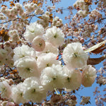 Cires japonez "Shirofugen" 2.00 - 2.50 m / Prunus serrulata "Shirofugen" /