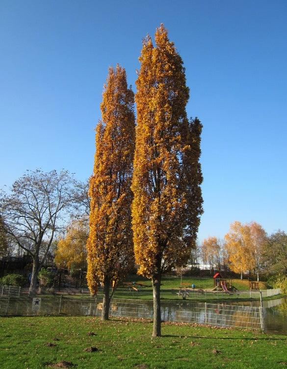 Stejar columnar Koster" 3.00 - 3.50 m  Quercus robur "Fastigiata Koster"