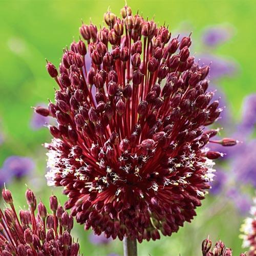 Allium amethystinum Red Mohican