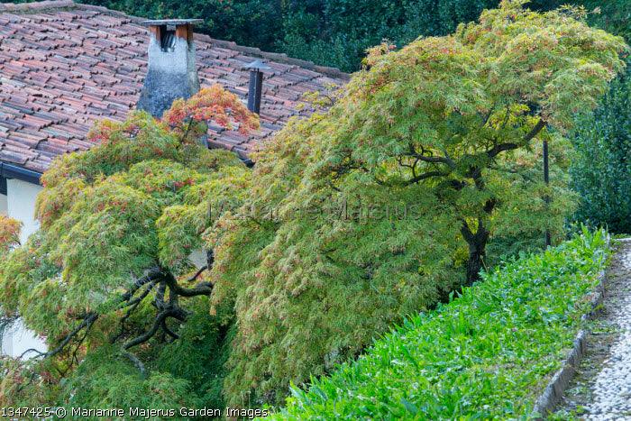 Artar japonez Viridis" 1.70 - 2.00 m  Acer palmatum dissectum  "Viridis"