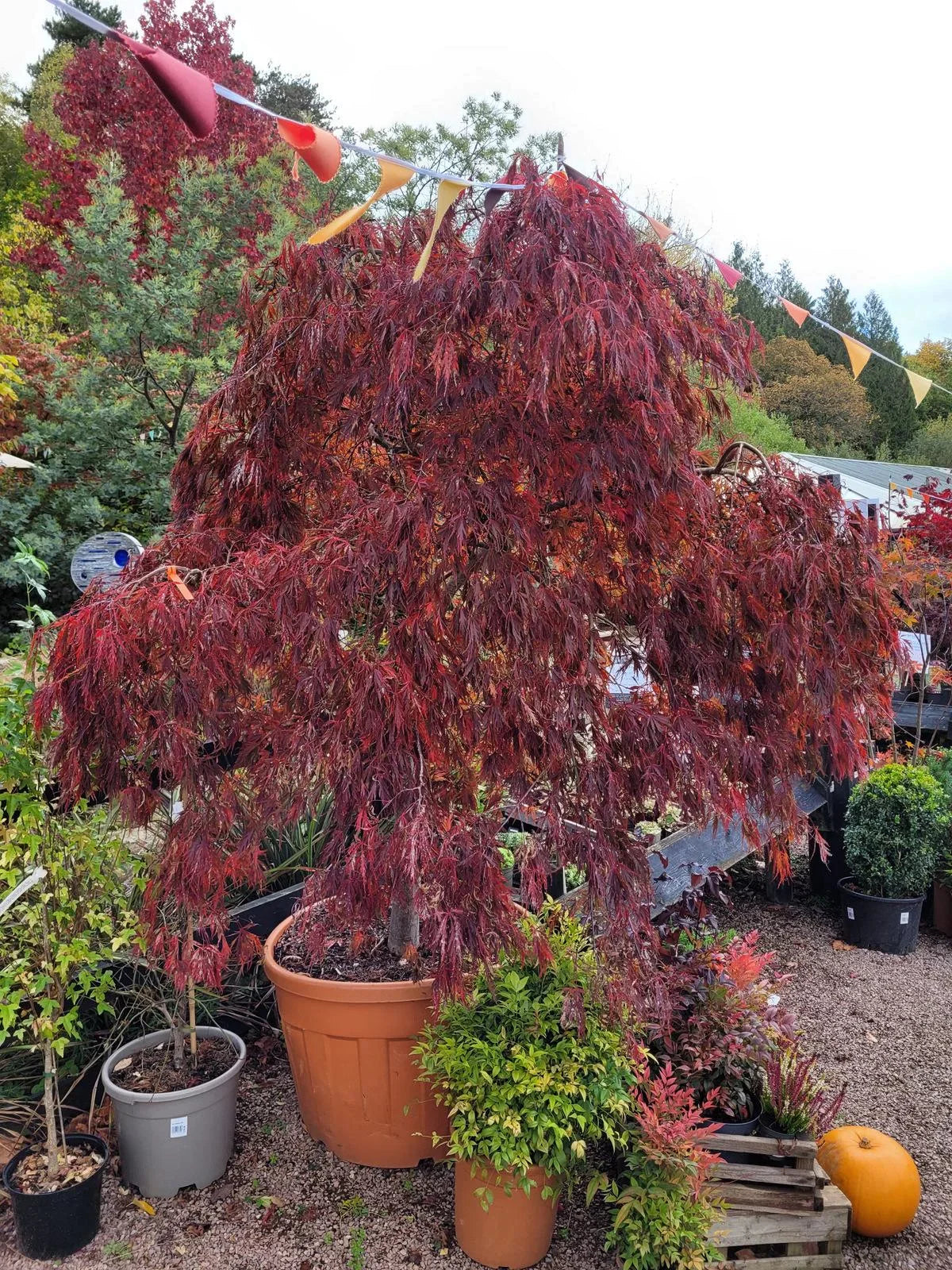 Artar japonez curgator „Crimson Queen 0.80 - 1.20 m  Acer palmatum dissectum „Crimson Queen”