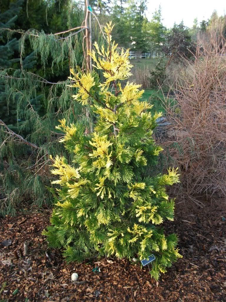 Cedrul de California variegat 1.50 - 1.70 m  Calocedrus decurrens Aureovariegata"