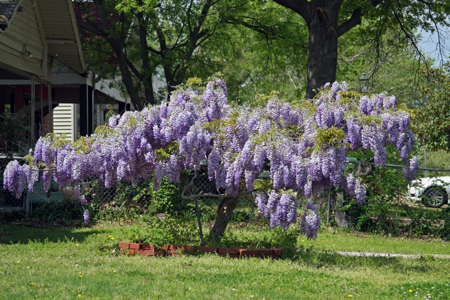 Glicina chinezească Prolific" 2.00 m   Wisteria chinensis  "Prolific"