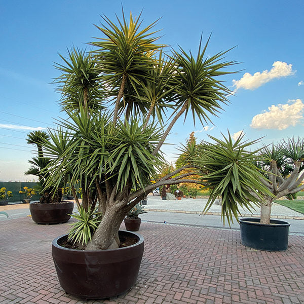 Yucca gloriosa Variegata" 0.80 - 1.00 m  Yucca gloriosa "Variegata"