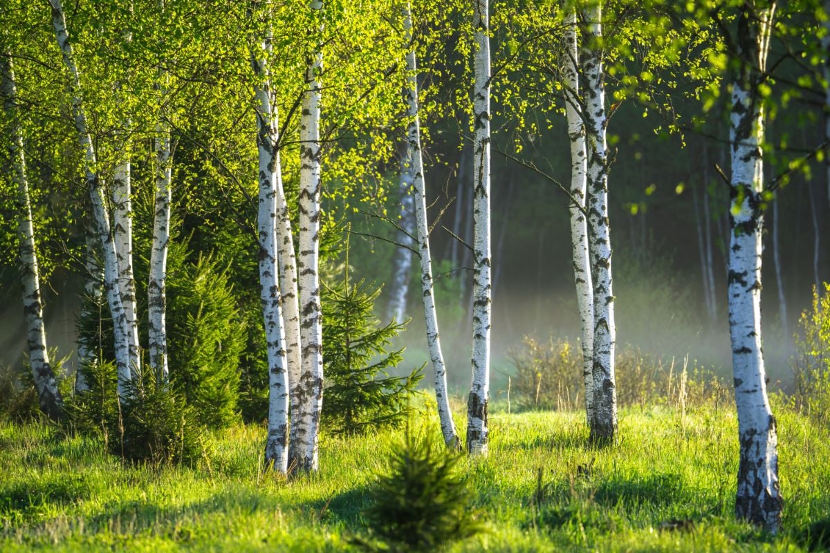 Mesteacan argintiu 3.00 - 4.00 m  Betula pendula