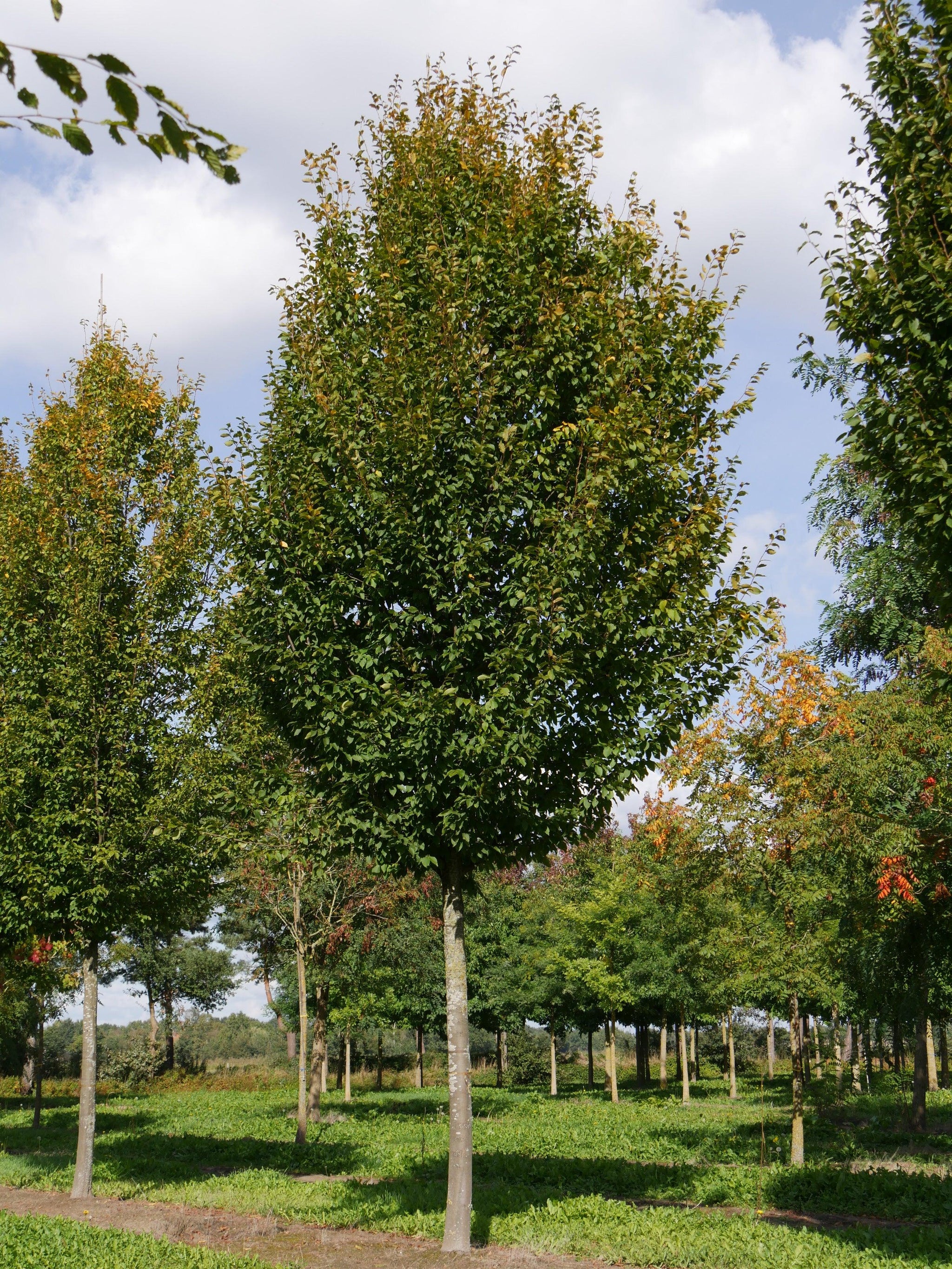 Carpen Monumentalis" arbore 3.00 - 4.00 m  Carpinus betulus "Monumentalis"