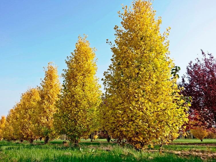 Pagoda tree Fastigiata Blagon" 2.00 - 2.50 m Ginkgo Biloba "Fastigiata Blagon"