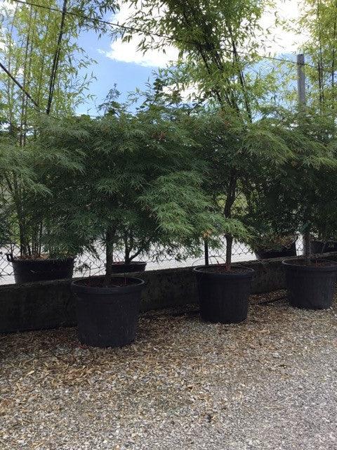 Artar japonez Viridis" 1.50 - 1.70 m  Acer palmatum dissectum  "Viridis"