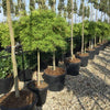 Artar japonez Viridis" 1.50 - 1.70 m  Acer palmatum dissectum  "Viridis"