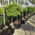 Artar japonez Viridis" 1.50 - 1.70 m  Acer palmatum dissectum  "Viridis"