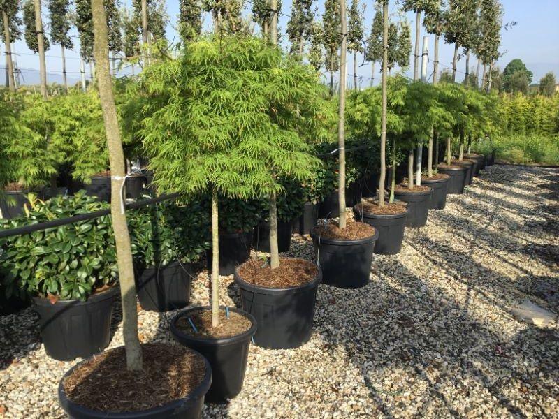 Artar japonez Viridis" 1.50 - 1.70 m  Acer palmatum dissectum  "Viridis"