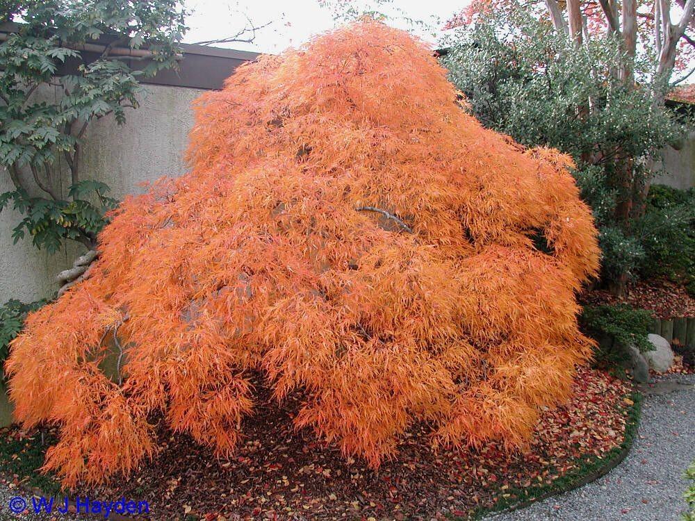 Artar japonez Viridis" 1.50 - 1.70 m  Acer palmatum dissectum  "Viridis"