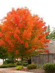 Artar rosu „October Glory” 2.50 - 3.00 m  Acer rubrum „October Glory”