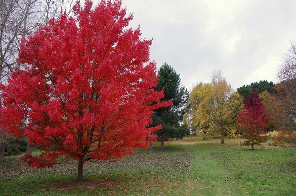 Artar rosu „October Glory” 2.50 - 3.00 m  Acer rubrum „October Glory”