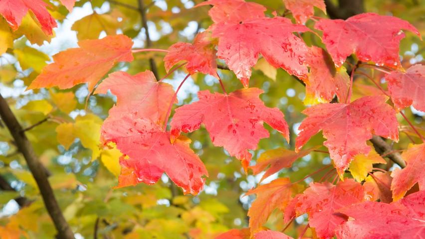 Artar rosu „October Glory” 2.50 - 3.00 m  Acer rubrum „October Glory”