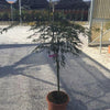 Japanese maple Tamukeyama" 1.20 - 1.40 m Acer palmatum dissectum "Tamukeyama"