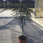 Japanese maple Tamukeyama" 1.20 - 1.40 m Acer palmatum dissectum "Tamukeyama"