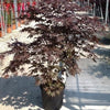 Japanese Maple Bloodgood" 1.50 - 1.70 m Acer palmatum "Bloodgood"