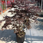 Japanese Maple Bloodgood" 1.50 - 1.70 m Acer palmatum "Bloodgood"