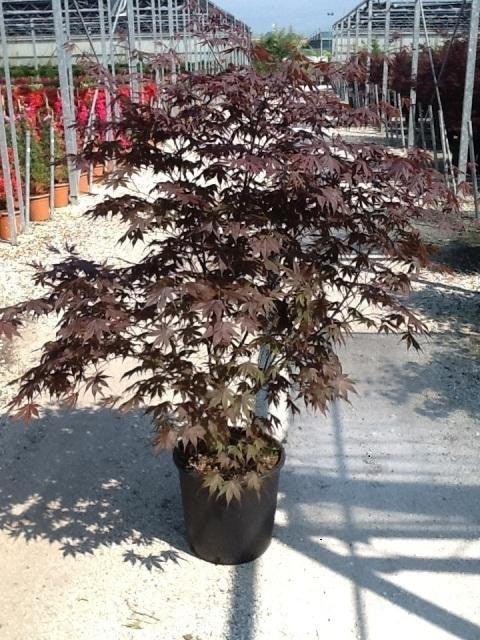 Artar japonez Bloodgood" 1.50 - 1.70 m  Acer palmatum "Bloodgood"